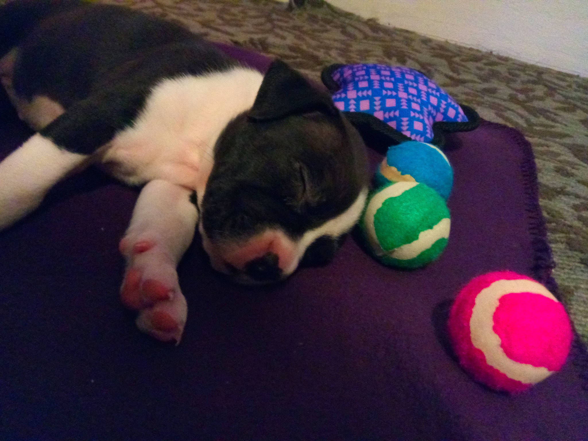 Bella is registered to the contest to win money with this photo: ball, canidae, carnivore, comfort, companion_dog, couch, dog, dog_breed, fawn, fur, linens, nap, non_sporting_group, paw, puppy, snout, sporting_group, stuffed_toy, tail, toy