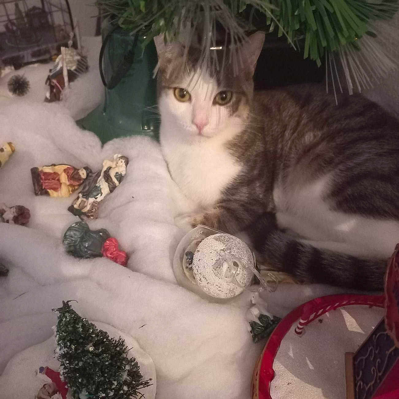 Sacha participe au concours pour gagner de l'argent avec cette photo : angora, animal, cat, christmas, christmasdecorations, christmastree, festival, head, kitten, manx, nature, outdoors, person, pet, plant, plush, pottedplant, snow, toy, tree