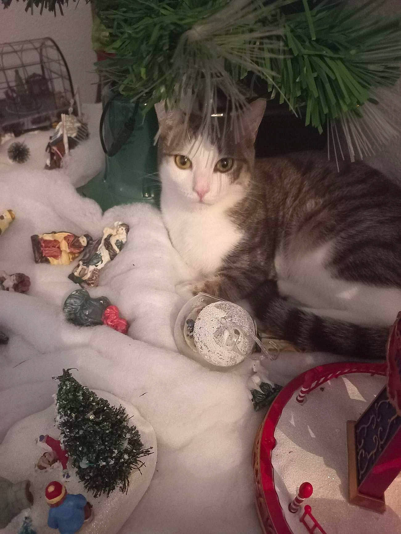 Sacha a rejoint le concours — aidez-le/la à gagner de superbes lots ! carnivore, cat, christmas, christmas_decoration, christmas_eve, christmas_ornament, dishware, event, felidae, holiday, ornament, plant, plate, porcelain, serveware, small_to_medium_sized_cats, tableware, tail, textile, whiskers