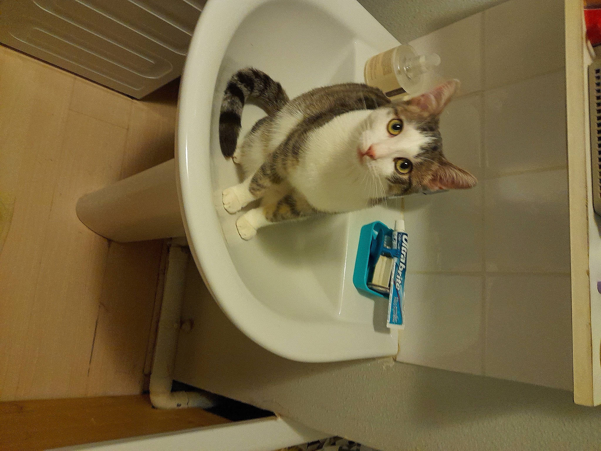 Sacha participe au concours pour gagner de l'argent avec cette photo : bathroom, bathroom_sink, carnivore, cat, ceramic, domestic_short_haired_cat, felidae, fur, household_supply, plumbing, plumbing_fixture, room, small_to_medium_sized_cats, tail, tap, tile, whiskers
