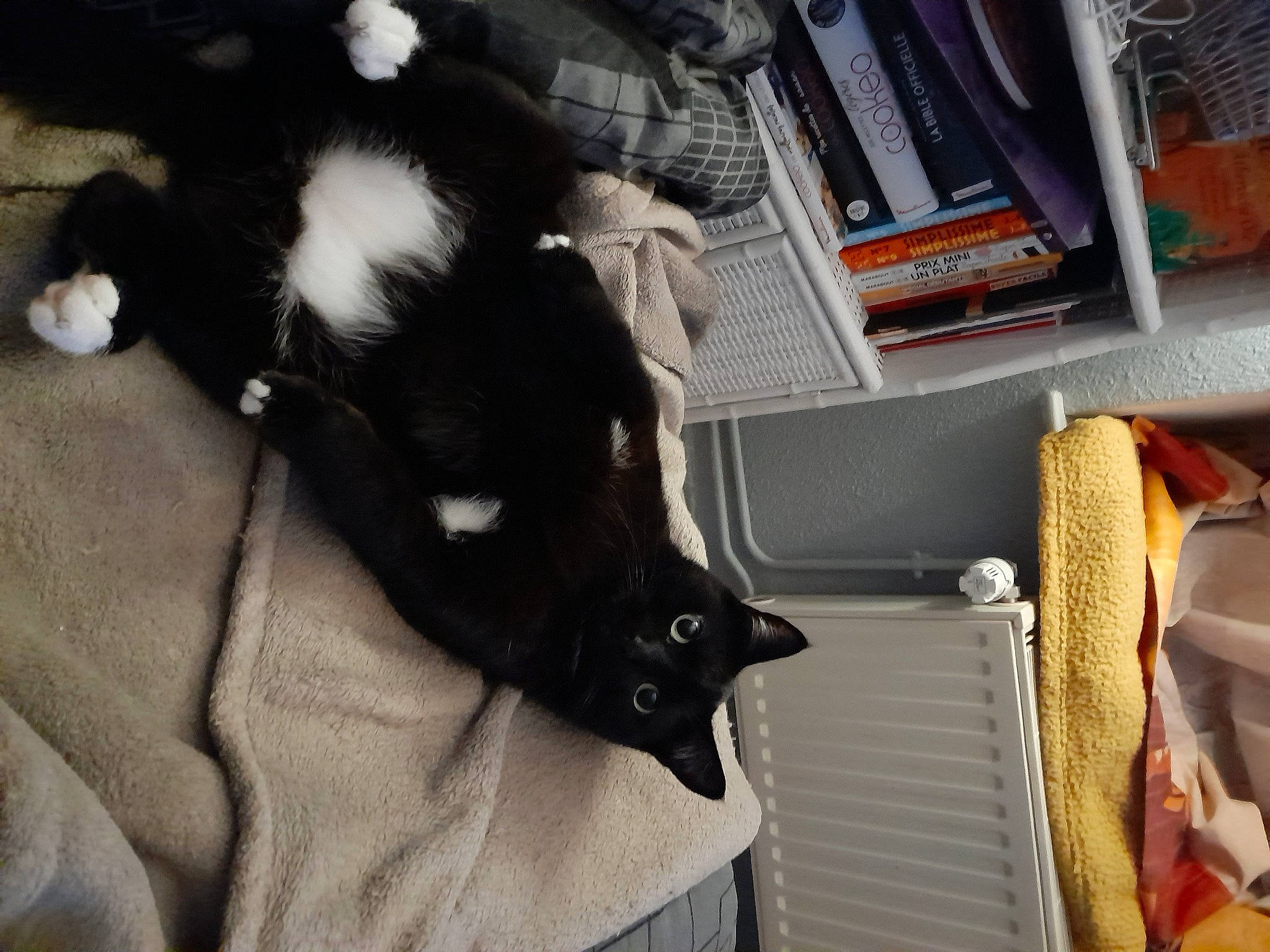 Voyou participe au concours pour gagner de l'argent avec cette photo : black_cat, book, bookcase, canidae, carnivore, cat, claw, comfort, dog_breed, domestic_short_haired_cat, felidae, fur, linens, publication, room, shelf, small_to_medium_sized_cats, sporting_group, tail, whiskers