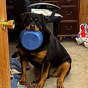 Rizzo is registered to the contest to win money with this photo: dog, rottweiler, indoor, carpet, blue_bowl, blanket, office_chair, wooden_desk, door, doorknob, pet, animal, waiting, floor, furniture, brown, black, sitting, house, room