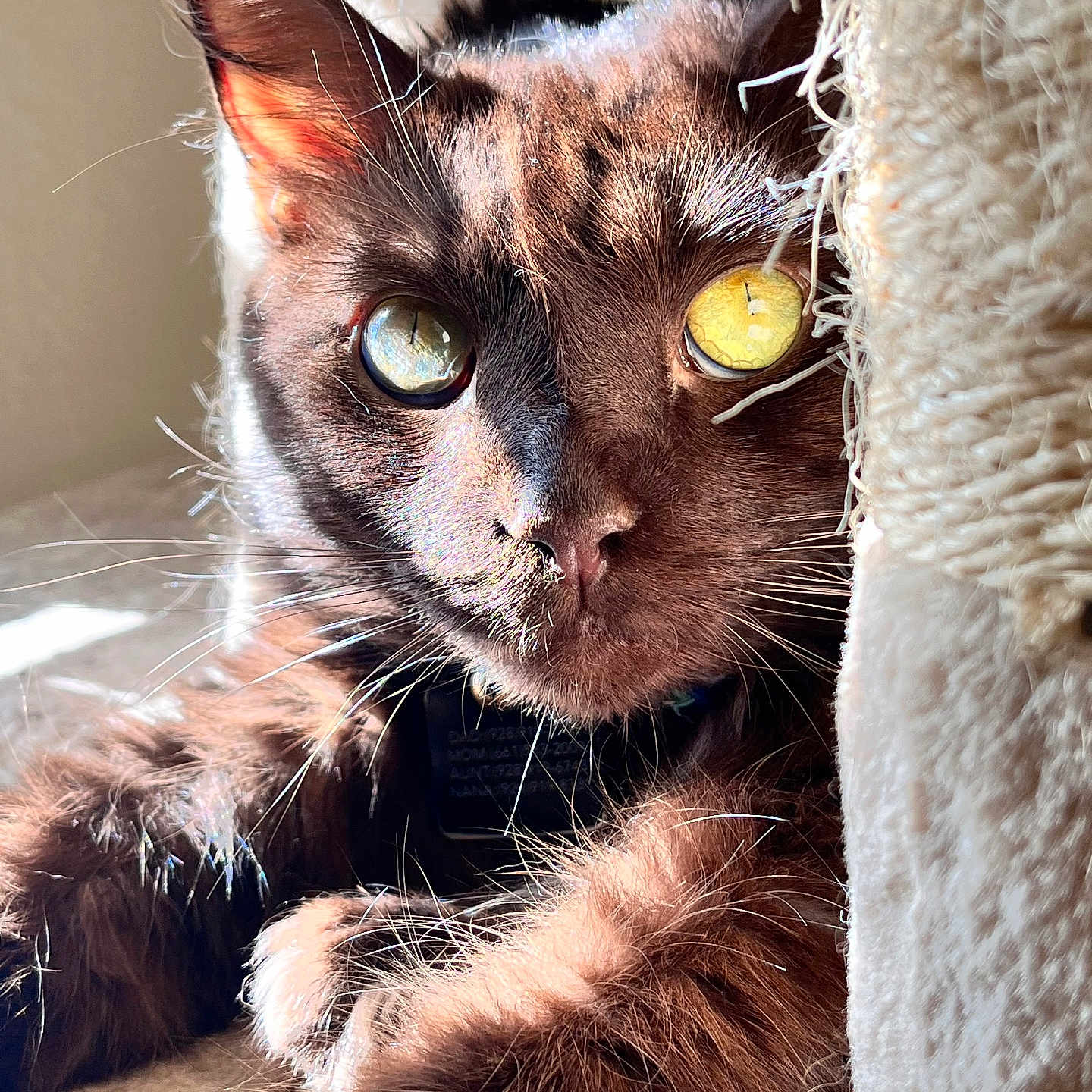 Ollie joined the competition — help win amazing prizes! cat, animal, pet, fur, whiskers, close_up, yellow_eyes, brown_cat, sunlight, texture, fabric, curious, indoor, feline, portrait, relaxed, cute, soft, warm_light, cozy