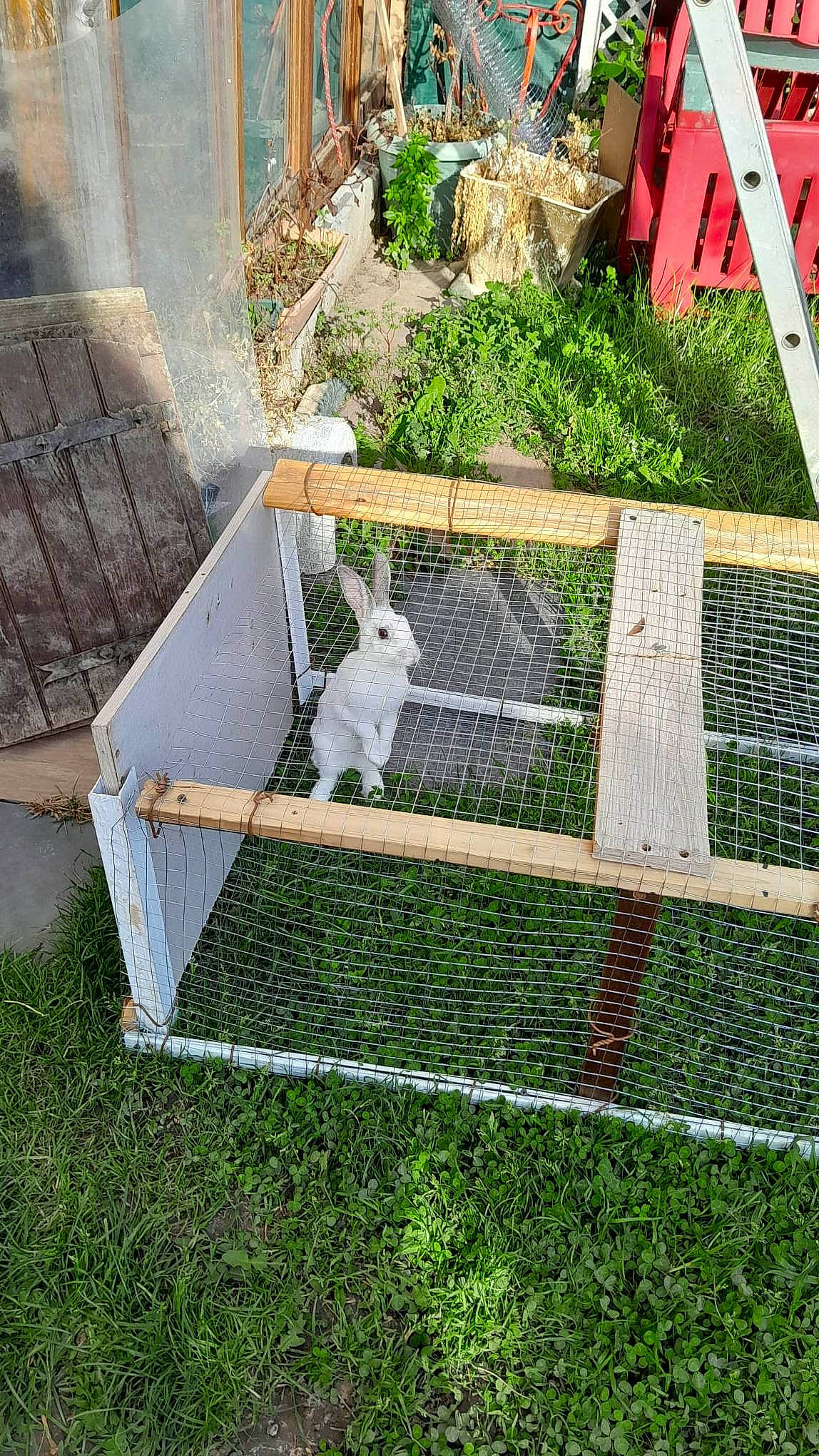 Bunny a rejoint le concours — aidez-le/la à gagner de superbes lots ! animal_shelter, cage, cat, chain_link_fencing, felidae, garden, grass, groundcover, herb, mesh, net, plant, rabbit, shrub, small_to_medium_sized_cats, soil, tail, wildlife, wire_fencing, wood