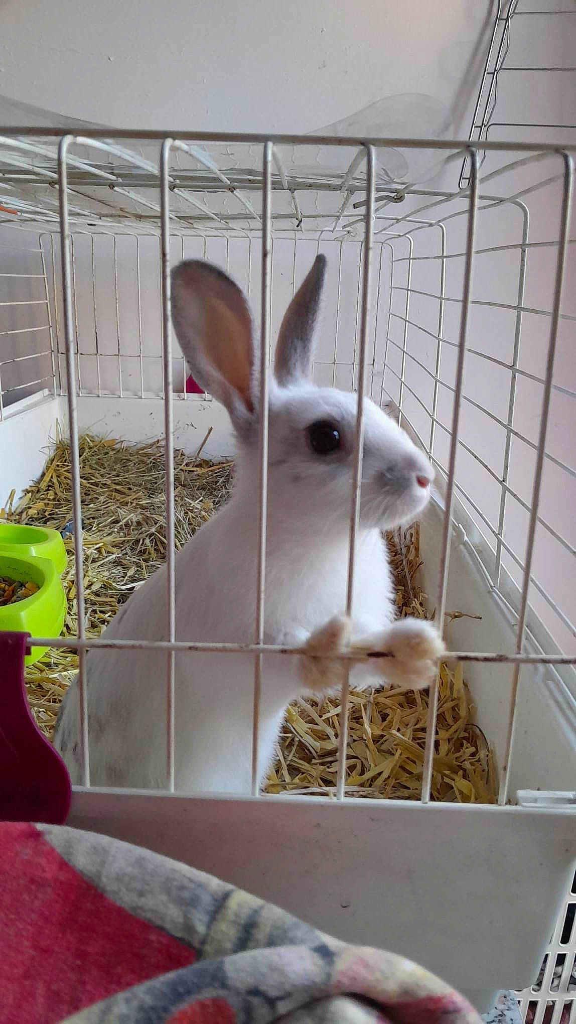 Bunny participe au concours pour gagner de l'argent avec cette photo : animal_shelter, cage, domestic_rabbit, ear, event, fawn, fur, hare, livestock, mesh, pet_supply, rabbit, rabbits_and_hares, snout, snowshoe_hare, terrestrial_animal, whiskers