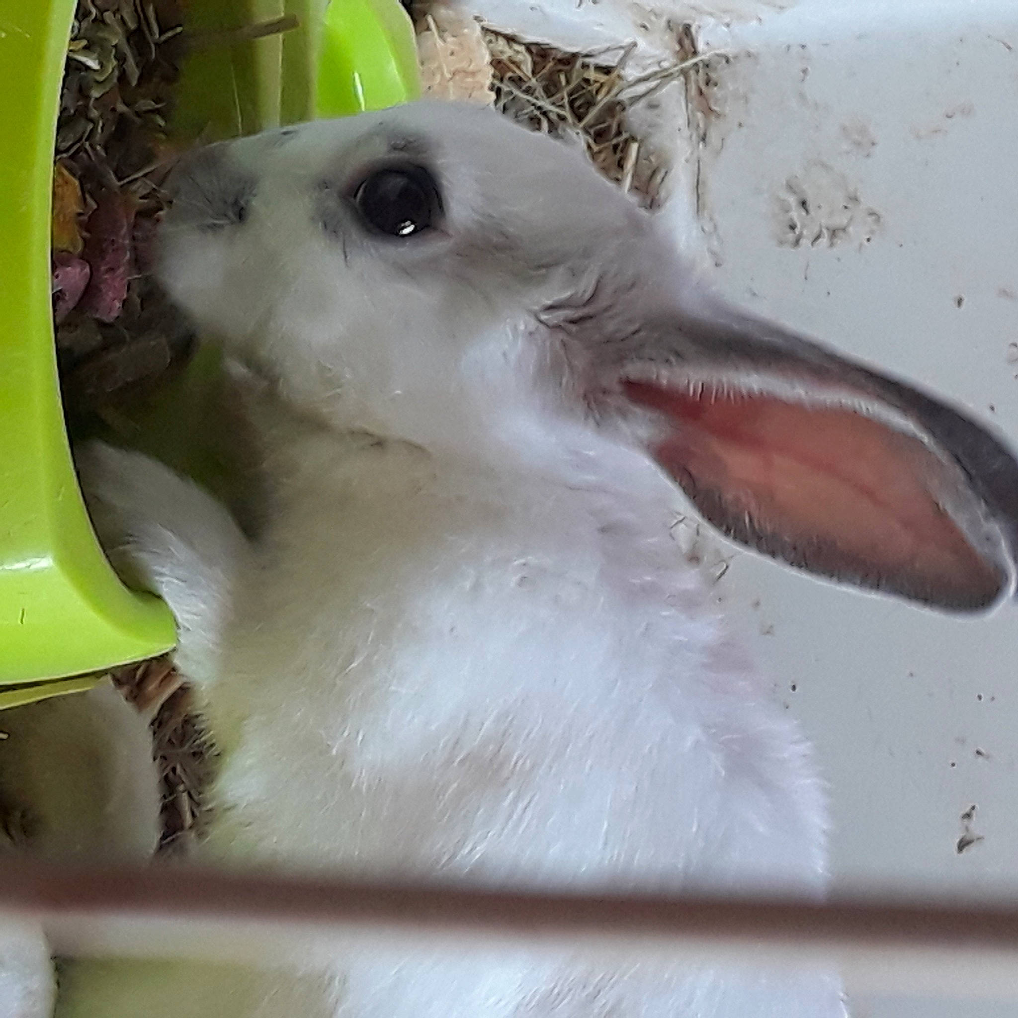 Bunny a rejoint le concours — aidez-le/la à gagner de superbes lots ! beak, bird, bird_of_prey, cage, charadriiformes, feather, gull, lari, seabird, water_bird, wildlife, wing