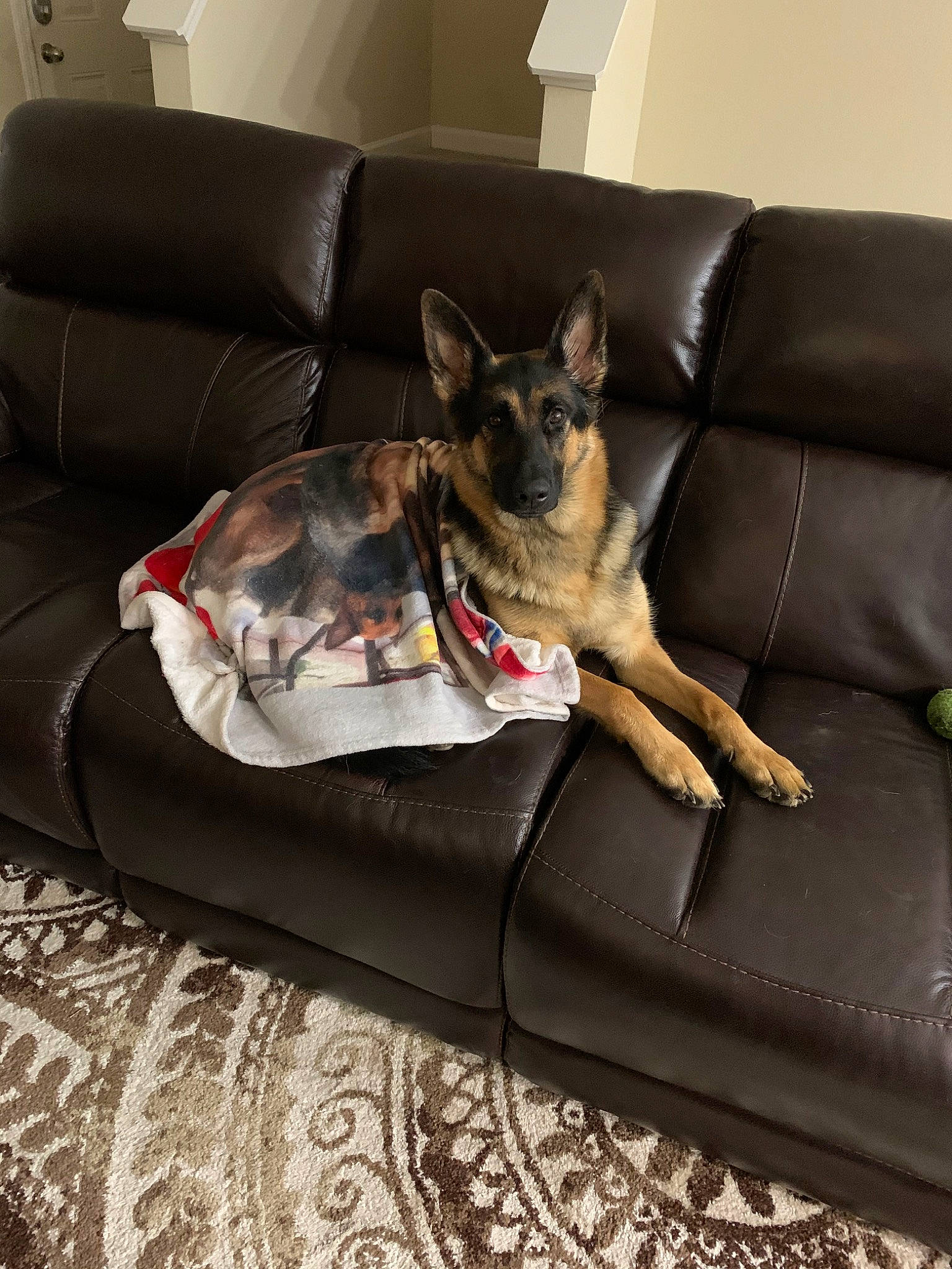 Stella Dot joined the competition — help win amazing prizes! bed, canidae, carnivore, comfort, companion_dog, couch, dog, dog_bed, dog_breed, fawn, furniture, german_shepherd_dog, nap, paw, snout