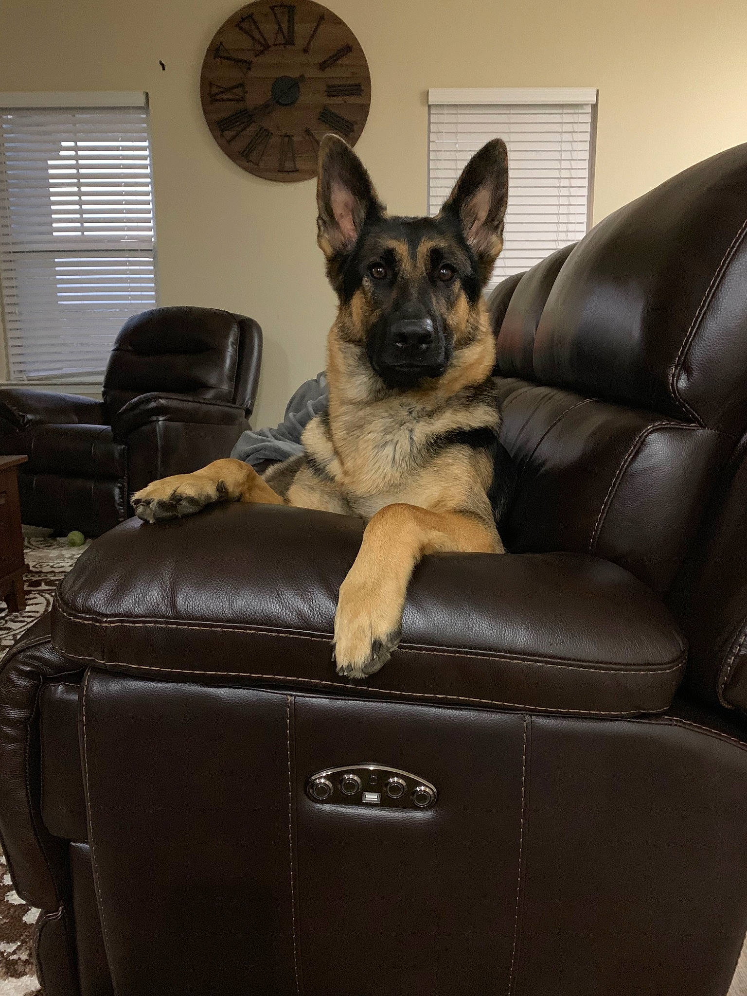 Stella Dot is registered to the contest to win money with this photo: belgian_shepherd_malinois, canidae, carnivore, chair, companion_dog, couch, dog, dog_breed, fawn, furniture, german_shepherd_dog, king_shepherd, mammal, old_german_shepherd_dog, police_dog, recliner, sitting, snout, vertebrate, working_dog