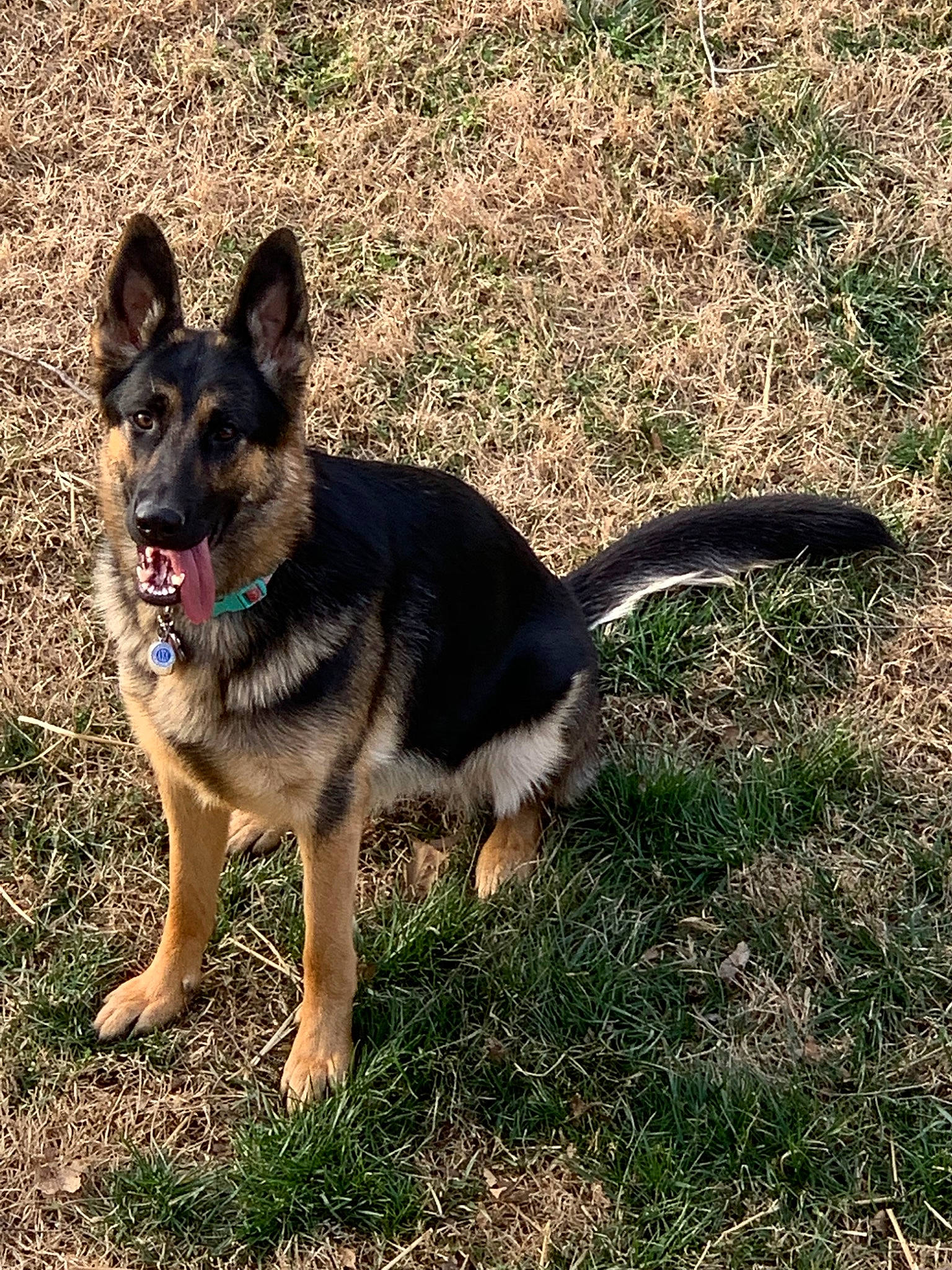 Stella Dot joined the competition — help win amazing prizes! bohemian_shepherd, canidae, carnivore, dog, dog_breed, east_european_shepherd, german_shepherd_dog, grass, king_shepherd, kunming_wolfdog, mammal, old_german_shepherd_dog, police_dog, rare_breed_dog, shiloh_shepherd_dog, sky, snout, sporting_group, vertebrate, working_dog