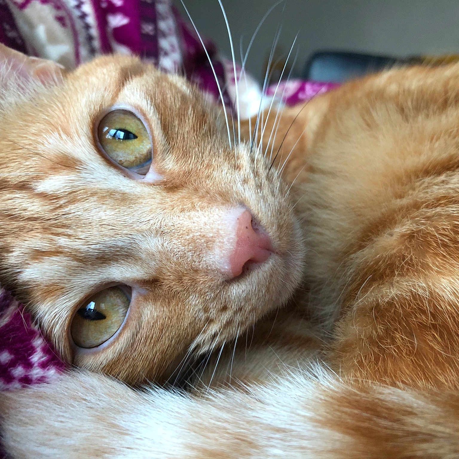 Dimitri joined the competition — help win amazing prizes! aegean_cat, cat, cat_like_mammal, close_up, domestic_short_haired_cat, dragon_li, ear, european_shorthair, eye, fauna, fur, iris, kitten, nose, organ, skin, small_to_medium_sized_cats, snout, tabby_cat, whiskers