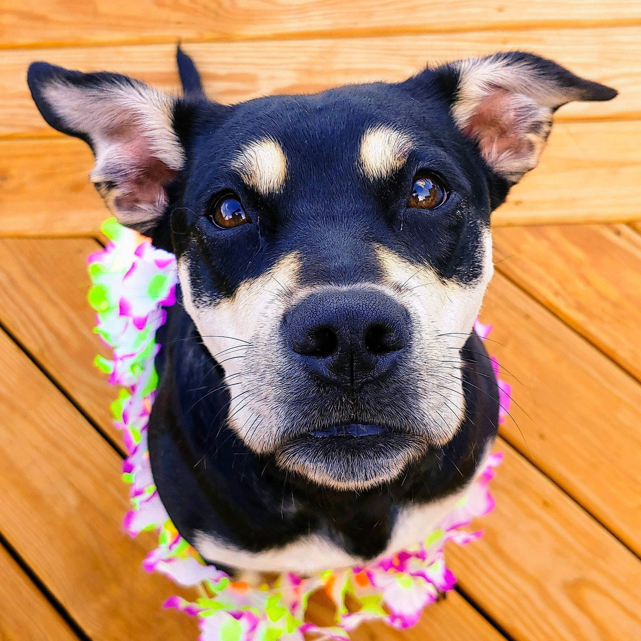 Roxy joined the competition — help win amazing prizes! canidae, carnivore, dog, dog_breed, fur, mammal, nose, puppy, snout, sporting_group, vertebrate, whiskers