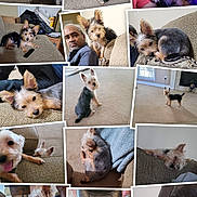 Parker joined the competition — help win amazing prizes! dog, puppy, couch, carpet, man, child, sitting, laying_down, playing, pet, indoor, furniture, blanket, collar, cute, relaxed, home, person, resting, small_dog