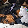 Roxanne is registered to the contest to win money with this photo: alert_eyes, animal, bed, black_collar, blanket, brown_fur, comfort, companion, cuddle, cute, dog, fur, indoor, pet, plush, relaxing, resting, soft_toy, stuffed_toy, unicorn