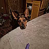 blanket, cabinet, couch, curious, dim_light, dog, door, ears, face, floor, household, indoor, kitchen, lighter, looking, metal_bowls, pet, room, rug, wooden_furniture