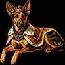 Roxanne is registered to the contest to win money with this photo: animal, canine, cape, costume, crown, dog, domestic_animal, ears, face, fancy, fur, german_shepherd, jewelry, king, lying_down, necklace, pet, portrait, regal, royal