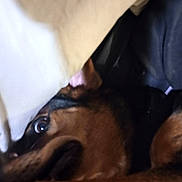 Roxanne joined the competition — help win amazing prizes! animal, black_fur, blanket, brown_fur, close_up, comfort, cozy, dark, dog, eye, fabric, fur, hidden, indoor, partial_view, pet, resting, shadow, sleeping, soft