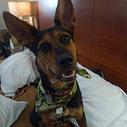 Roxanne is registered to the contest to win money with this photo: animal, bandana, bed, black, brown, camouflage, canine, carpet, collar, dog, ears, fur, happy, indoor, looking, pet, pillow, sitting, smile, wooden_headboard