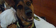 Roxanne is registered to the contest to win money with this photo: animal, bandana, bed, black, brown, camouflage, canine, carpet, collar, dog, ears, fur, happy, indoor, looking, pet, pillow, sitting, smile, wooden_headboard
