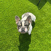 Goku is registered to the contest to win money with this photo: dog, french_bulldog, pet, outdoor, grass, artificial_grass, sunlight, shadow, lounge_chair, animal, cute, looking_up, daylight, small_dog, ears, face, nose, whiskers, fur, companion