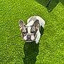 dog, french_bulldog, pet, outdoor, grass, artificial_grass, sunlight, shadow, lounge_chair, animal, cute, looking_up, daylight, small_dog, ears, face, nose, whiskers, fur, companion