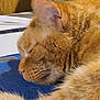 animal, blue_surface, cat, close_up, cozy, cute, domestic_cat, ear, feline, fur, home, indoor, mammal, nose, orange_tabby, pet, relaxed, resting, sleeping, whiskers