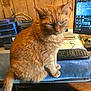 cables, cat, closeup, computer, computer_monitor, desk, desktop, electronics, feline, fur, home_office, indoor, keyboard, orange_fur, orange_tabby, pet, sitting, technology, wood_paneling, workspace