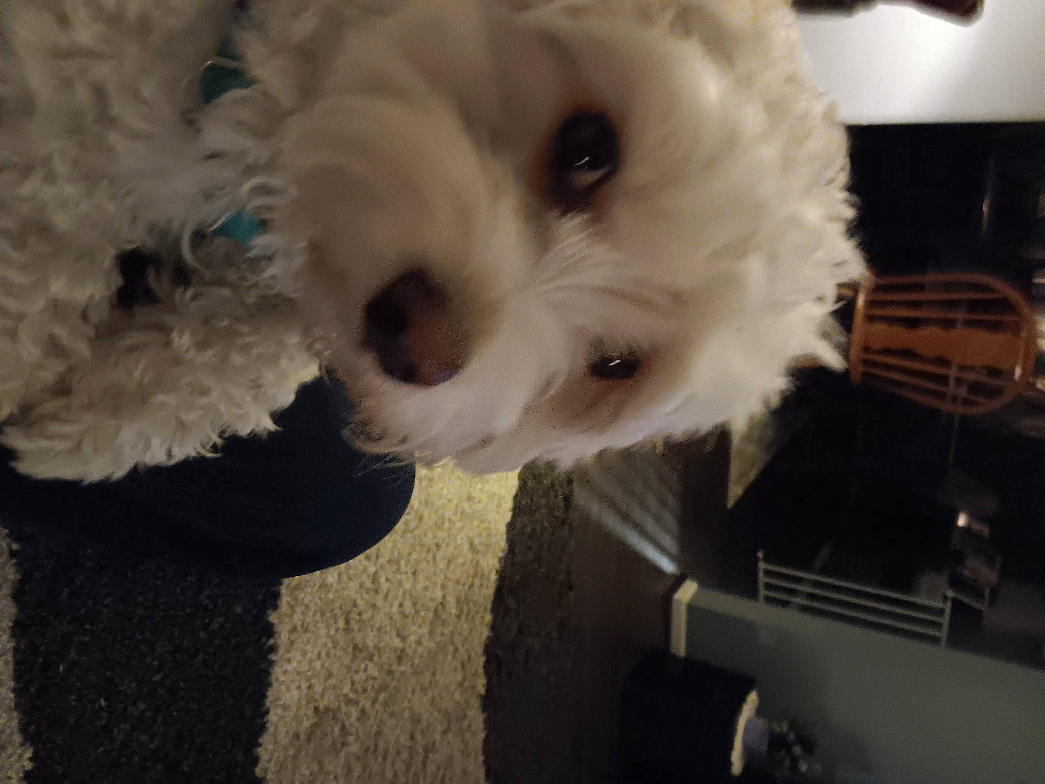 Cody Stuart is registered to the contest to win money with this photo: bichon, canidae, carnivore, companion_dog, dog, dog_breed, dog_supply, flooring, fur, labradoodle, maltepoo, poodle, puppy_love, small_terrier, snout, sporting_group, terrier, toy_dog, whiskers, working_animal