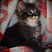 Caesar joined the competition — help win amazing prizes! adorable, animal, blanket, cat, comfort, cozy, cute, feline, fluffy, fur, indoor, kitten, looking_away, paw, pet, portrait, resting, soft, striped, young