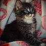 adorable, animal, blanket, cat, comfort, cozy, cute, feline, fluffy, fur, indoor, kitten, looking_away, paw, pet, portrait, resting, soft, striped, young