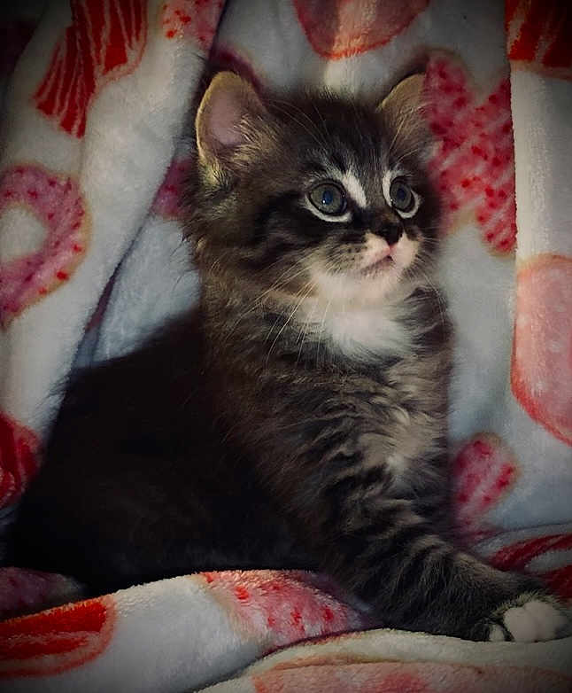 Caesar