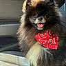 Alpha a rejoint le concours — aidez-le/la à gagner de superbes lots ! animal, bandana, black_fur, car, car_interior, close_up, cute, dog, fluffy, fur, happy, long_hair, pet, portrait, puppy, red_bandana, sitting, smiling, sunlight, tongue_out