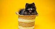 Alpha participe au concours pour gagner de l'argent avec cette photo : adorable, basket, black_dog, centered, cute, dog, fluffy, fur, golden, open_mouth, pet, photography, portrait, puppy, sitting, small_dog, studio_photo, tongue, woven_basket, yellow_background