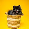 adorable, basket, black_dog, centered, cute, dog, fluffy, fur, golden, open_mouth, pet, photography, portrait, puppy, sitting, small_dog, studio_photo, tongue, woven_basket, yellow_background