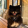 Alpha a rejoint le concours — aidez-le/la à gagner de superbes lots ! bib, black_fur, chairs, collar, dog, fluffy, house, long_hair, outdoor, patio, pet, portrait, sitting, small_dog, sunlight, table, text_on_clothing, tongue_out, window, wood
