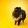 black_dog, bubbles, colorful, dog, flower_lei, flowers, fluffy, fur, happy, open_mouth, pet, photography, playful, portrait, small_dog, standing, studio, teeth, tongue, yellow_background