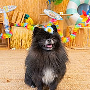 Alpha a rejoint le concours — aidez-le/la à gagner de superbes lots ! dog, pomeranian, fluffy, black_and_white, small_dog, sitting, happy, smiling, open_mouth, flower_crown, pet, animal, portrait, tropical, beach_theme, party_decorations, leis, palm_tree, life_preserver, indoor