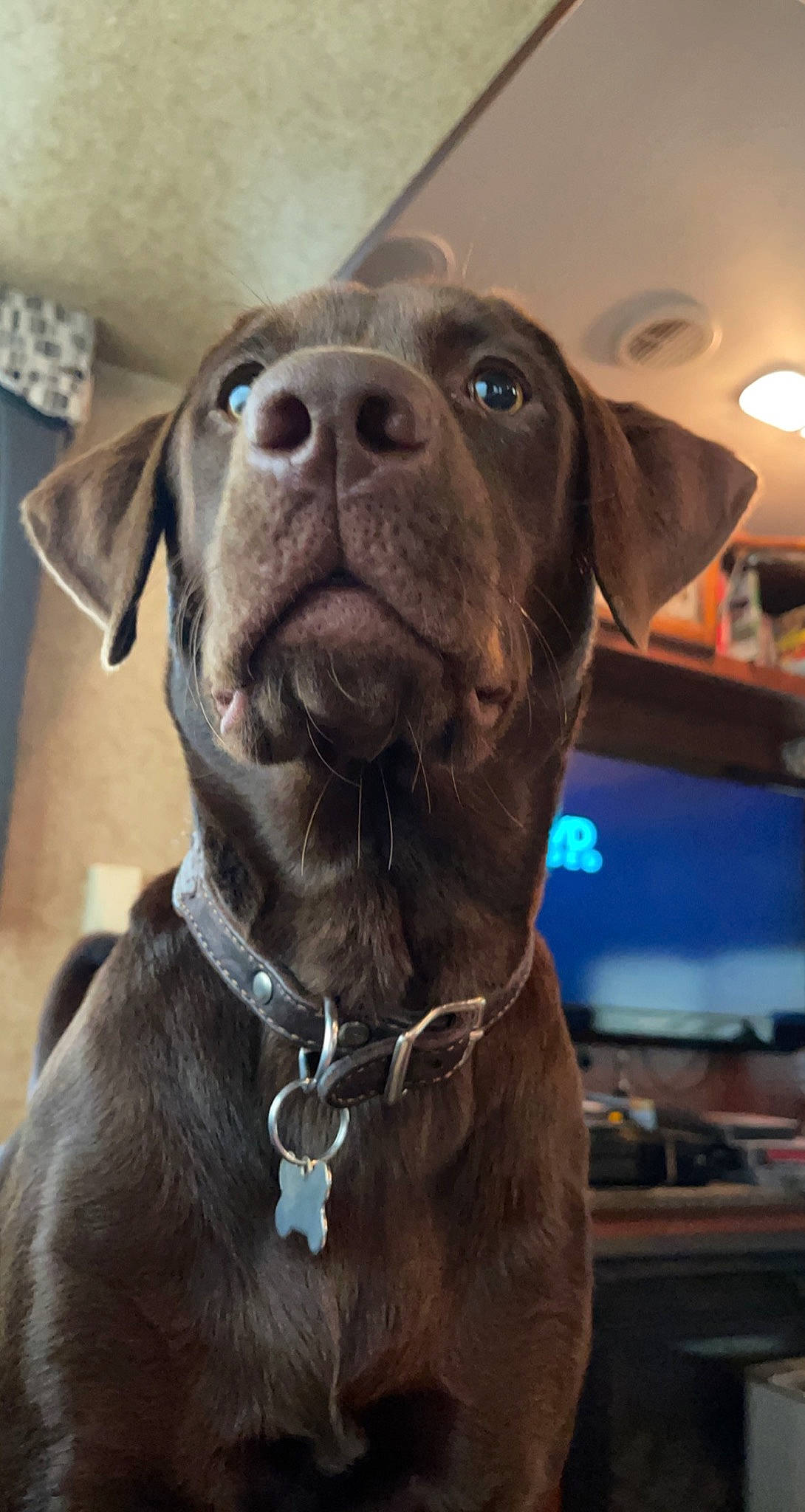 Ellie May is registered to the contest to win money with this photo: borador, canidae, carnivore, collar, companion_dog, dog, dog_breed, dog_collar, ear, fawn, fur, gun_dog, liver, metal, pet_supply, snout, sporting_group, whiskers, working_animal