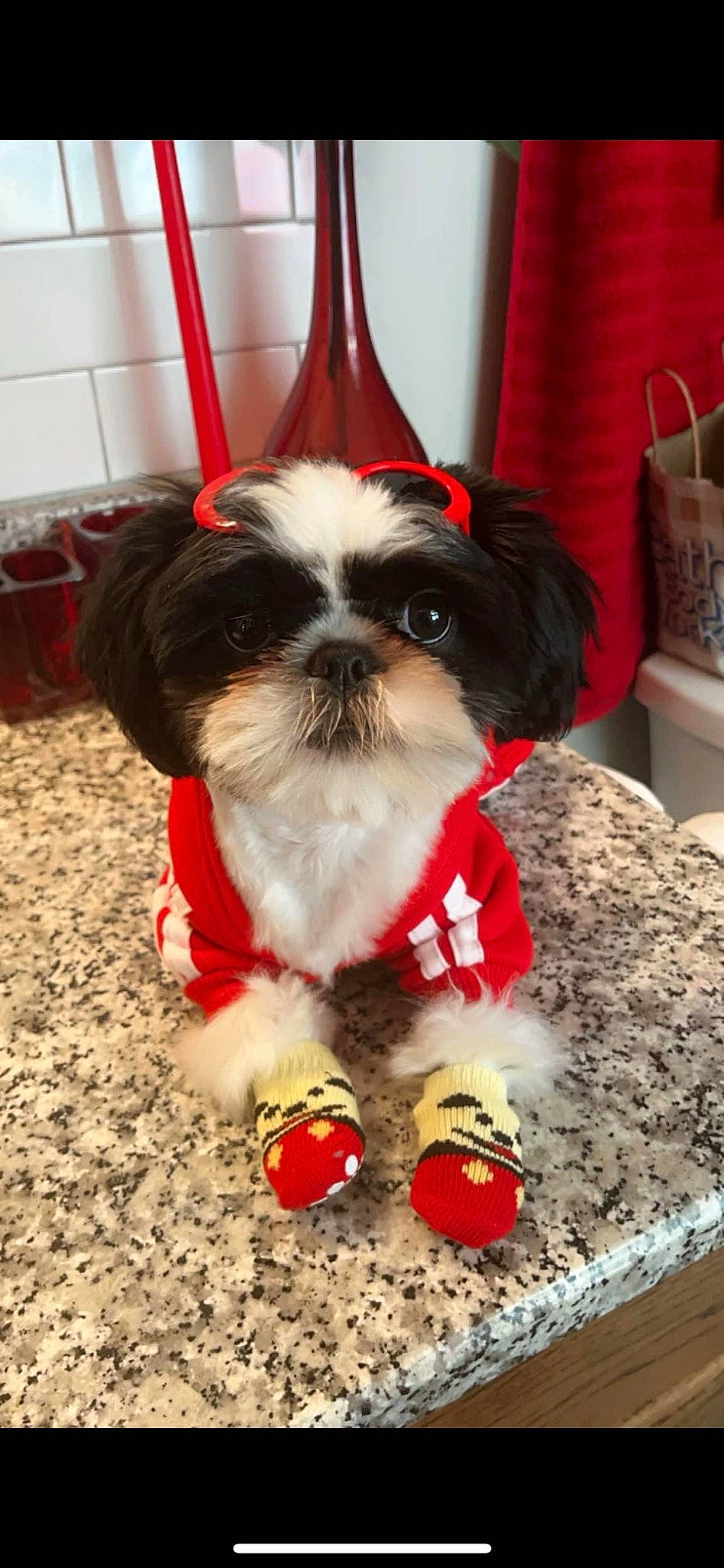 Oreo joined the competition — help win amazing prizes! canidae, carmine, carnivore, collar, companion_dog, dog, dog_breed, dog_collar, dog_supply, event, fashion_accessory, fawn, fur, leash, pet_supply, shih_tzu, snout, sporting_group, toy_dog, working_animal