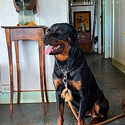 Madame P is registered to the contest to win money with this photo: rottweiler, dog, pet, indoor, wooden_floor, antique_furniture, helmet, leash, tongue_out, sitting, artwork, painting, doorway, vintage, collar, chain, happy, animal, home_interior, floorboards