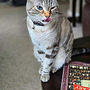 Nari is registered to the contest to win money with this photo: bell, blue_eye, bokeh, book, carpet, cat, closeup, collar, domestic_cat, fur_pattern, indoor, living_room, pet, playful, portrait, sitting, tabby_cat, table, tongue_out, whiskers