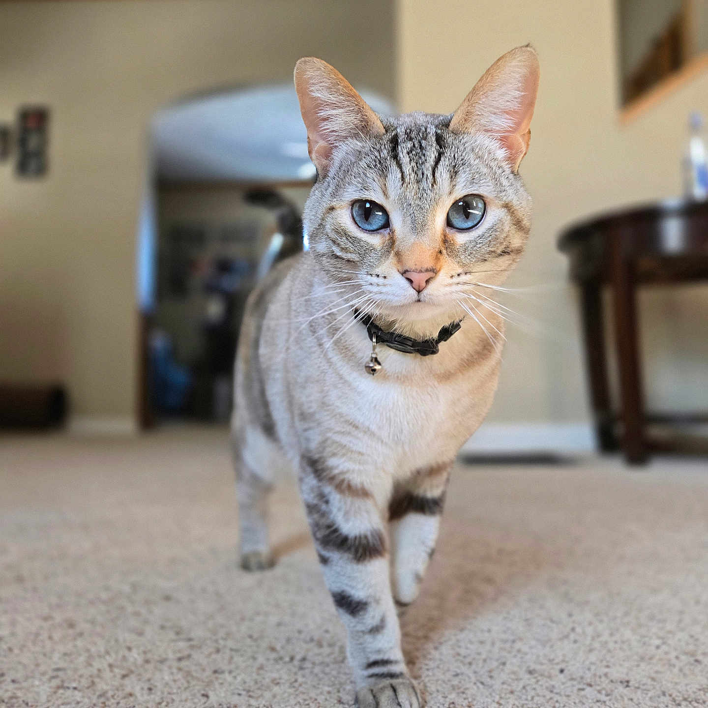 Nari joined the competition — help win amazing prizes! bell, blue_eyes, bokeh, carpet, cat, close_up, collar, curious, domestic_cat, feline, front_paw, indoor, living_room, pet, portrait, shallow_depth_of_field, stripes, tabby, walking, whiskers