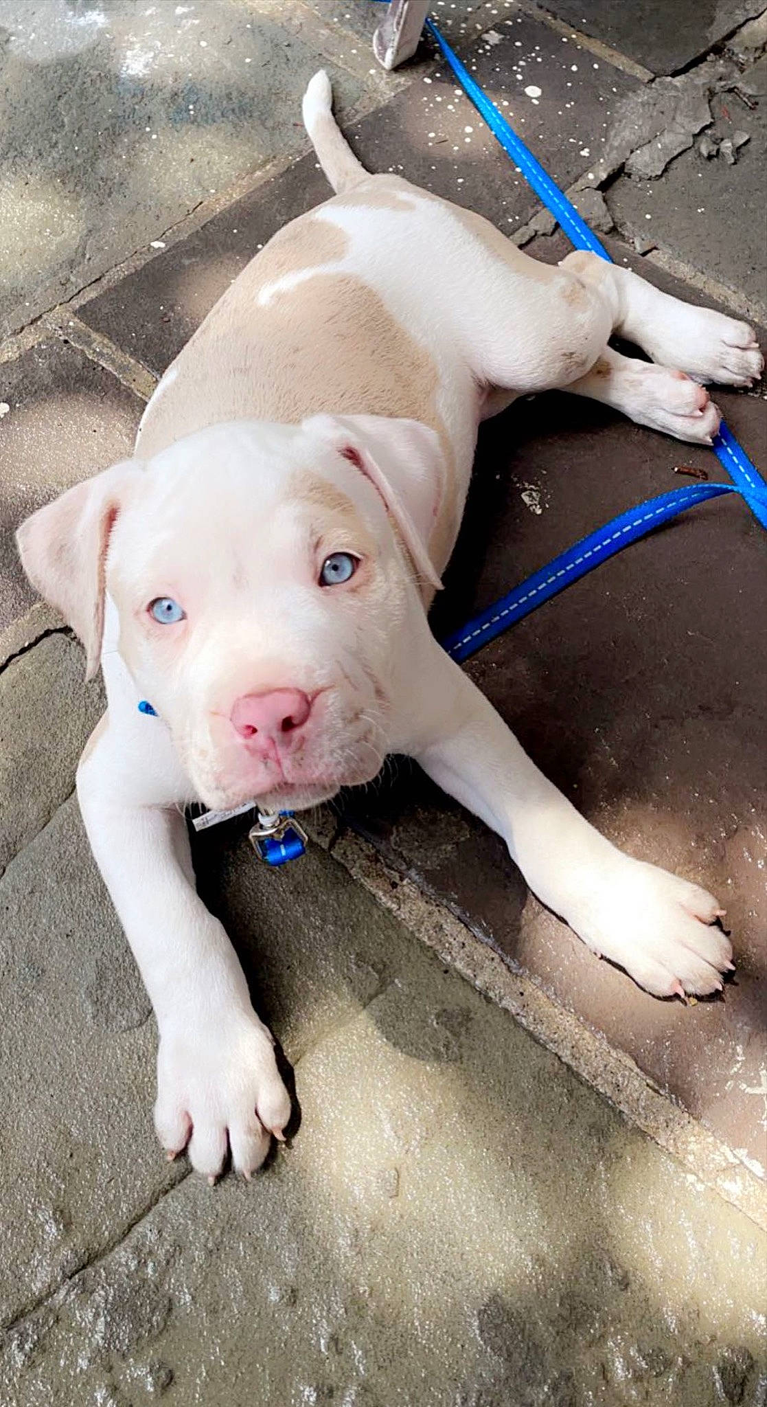 Jax is registered to the contest to win money with this photo: carnivore, collar, companion_dog, dog, dog_breed, dog_collar, dog_supply, fawn, foot, mammal, non_sporting_group, paw, pet_supply, snout, sporting_group, tail, terrestrial_animal, vertebrate, working_animal