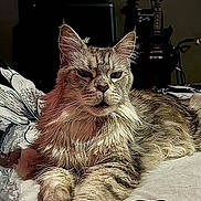 Harley participe au concours pour gagner de l'argent avec cette photo : cat, feline, pet, animal, bed, bedding, pattern, striped, fur, whiskers, ears, paws, indoor, guitar, amplifier, music, dark_background, relaxed, portrait, closeup