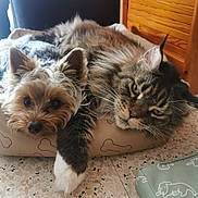 Akilou a rejoint le concours — aidez-le/la à gagner de superbes lots ! animal_friendship, cat, close_up, companion, cozy, dog, ears, floor, fluffy, fur, indoor, paw, pet_bed, relaxed, resting, small_dog, snuggling, tabby_cat, whiskers, wooden_furniture