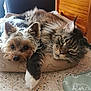 animal_friendship, cat, close_up, companion, cozy, dog, ears, floor, fluffy, fur, indoor, paw, pet_bed, relaxed, resting, small_dog, snuggling, tabby_cat, whiskers, wooden_furniture