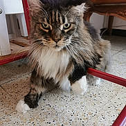 Line Bort participe au concours pour gagner de l'argent avec cette photo : cat, fluffy, indoor, floor, tile, furniture, red_bars, whiskers, white_paws, tabby, long_hair, pet, animal, domestic_cat, closeup, portrait, looking_at_camera, home, relaxed, curious