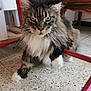 cat, fluffy, indoor, floor, tile, furniture, red_bars, whiskers, white_paws, tabby, long_hair, pet, animal, domestic_cat, closeup, portrait, looking_at_camera, home, relaxed, curious