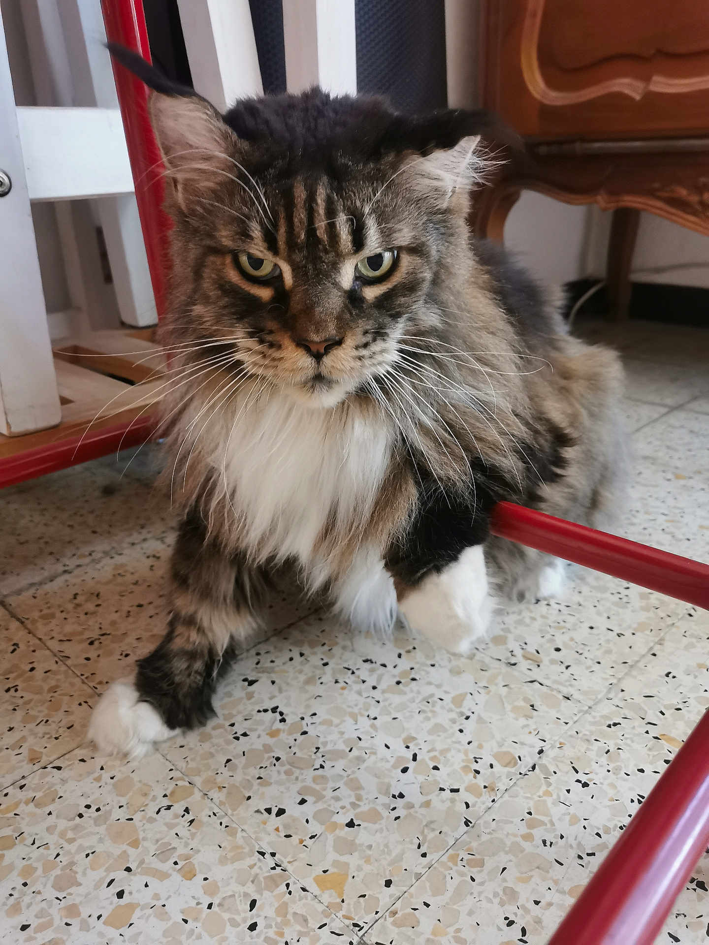 Line Bort participe au concours pour gagner de l'argent avec cette photo : cat, fluffy, indoor, floor, tile, furniture, red_bars, whiskers, white_paws, tabby, long_hair, pet, animal, domestic_cat, closeup, portrait, looking_at_camera, home, relaxed, curious