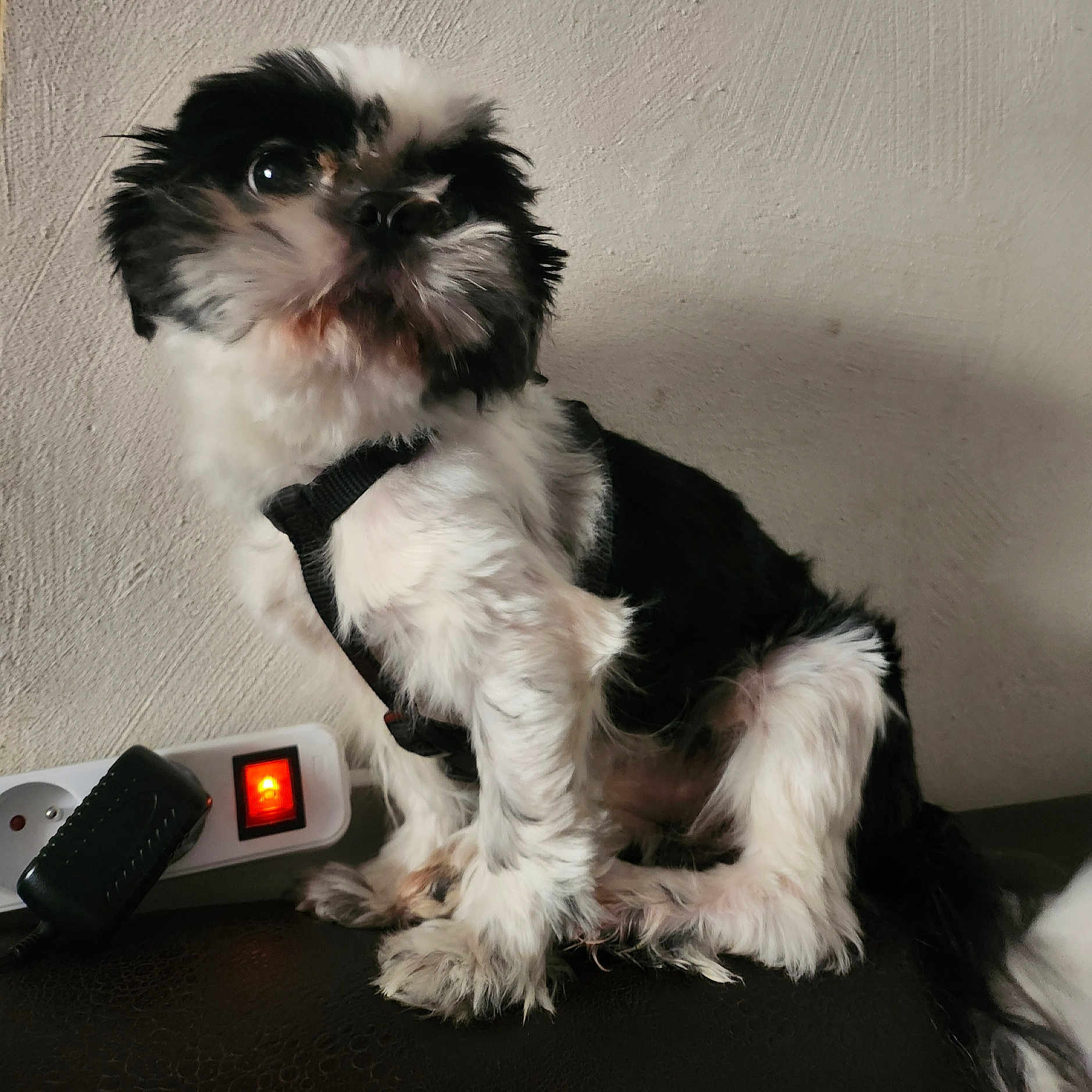 Okky participe au concours pour gagner de l'argent avec cette photo : affenpinscher, animal, canine, cockerspaniel, computerhardware, couch, dog, electricaldevice, electronics, furniture, hardware, mobilephone, papillon, pet, phone, puppy, remotecontrol, screen, switch, terrier