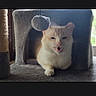 Poopy is registered to the contest to win money with this photo: animal, cat, cat_house, cozy, cream_color, cute, domestic_cat, expression, feline, fur, furniture, gray, hanging_toy, indoor, mouth_open, pet, relaxed, sitting, toy, window_light